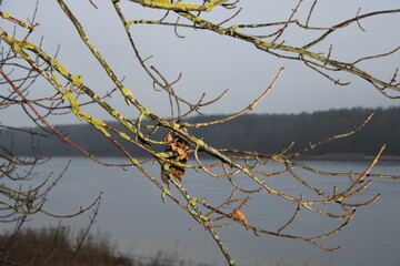 
beautiful branches without leaves against the background of the river,