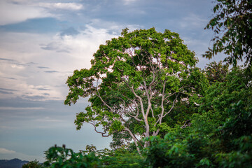 Flower garden landscape background, garden decoration in cafes and restaurants, for beauty and a photo corner for customers to relax and unwind their eyes.