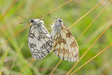 Un couple de papillons Demi-deuil