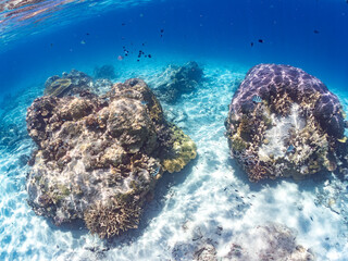 アマミスズメダイ, Stout chromis, Chromis chrysura, スズメダイ科,
ロクセンスズメダイ, Scissortail sergeant, Abudefduf sexfasciatus, スズメダイ科,
美しいサンゴ礁と熱帯魚の群れ。
嘉比島沖縄県
島尻郡慶良間諸島座間味島-2025
サンゴの産卵があり卵が漂う。沖縄本島から40km西方の諸島。30以上の島嶼群全体が国立