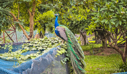 Obraz premium peacock in the park