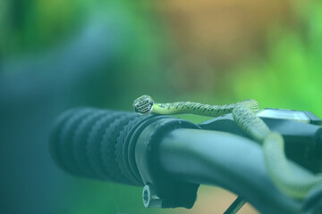 Golden Tree Snake (Chrysopelea ornata) Resting on Bicycle Handlebar