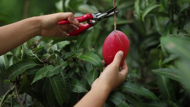 Hand picking a premium red mango for precision agriculture