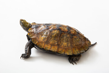 ニホンイシガメ　白背景でスタジオ撮影