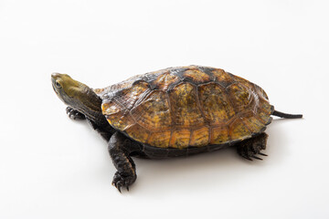 ニホンイシガメ　白背景でスタジオ撮影