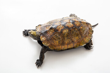 ニホンイシガメ　白背景でスタジオ撮影