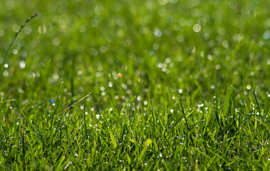 Obraz premium Background of green growing grass