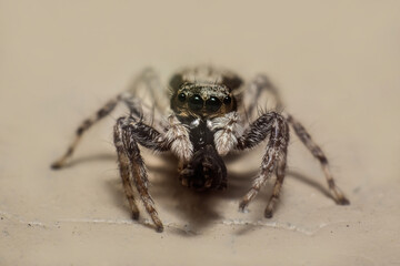 Macro Portrait of a Striped Jumping Spider (Salticidae) with Prey on a Wall