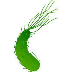 Green Spiral Bacterium with Multiple Flagella Isolated on White Background Microscopic View of Single Cell Organism for Science and Medical Concepts