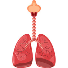 Human Respiratory System Anatomical Illustration Showing Lungs Trachea And Larynx In Detailed Red And Orange Tones Isolated On White Transparent Background Medical Education Healthcare Concept
