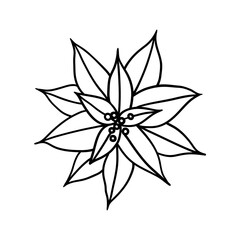 Poinsettia flower with layered petals and simple berry details. Hand drawn illustration in line style.