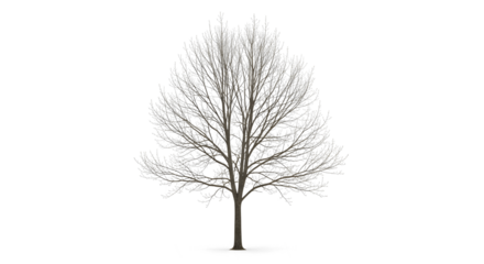 Solitary tree in winter with bare branches reaching skyward, a stark natural element design