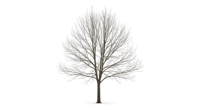 Solitary tree in winter with bare branches reaching skyward, a stark natural element design