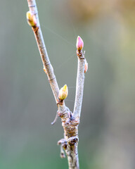 Macro of a blackcurrant branch (Ribes nigrum) with tender pink buds in natural light, symbolizing spring renewal, botanical growth and the quiet beauty of Burgundy, France.