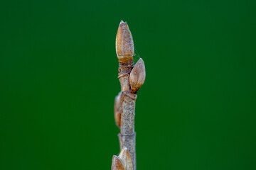 Macro of a blackcurrant bud (Ribes nigrum) on a branch in Beaune, Burgundy, France, showing natural growth, renewal and the beauty of springtime in organic agriculture.
