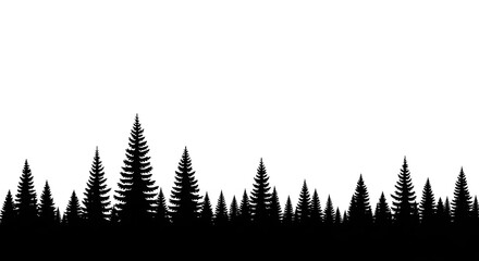 Fototapeta premium A dense forest of evergreen coniferous trees silhouetted against a white background.