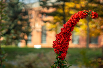 Scarlet firethorn (Pyracantha coccinea) with dense red berries in autumn, ornamental shrub against blurred brick architecture and park background in soft daylight