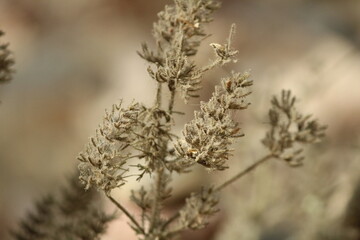 Dry Wild plant on and around Aravalli Mountain range foothills.