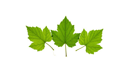 Fototapeta premium Fresh green grape leaves isolated on white background