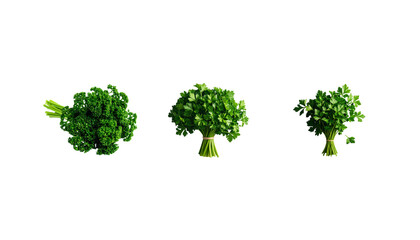 Obraz premium Fresh green broccoli and parsley leaves isolated on white background