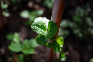 Fresh green sprout, water droplets, new growth
