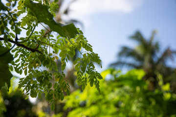 Fresh Green Leaves Sunlight Blue Sky Nature