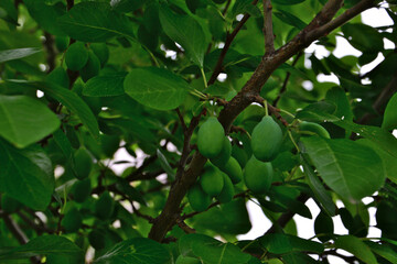 Unripe Green Plums on a Tree Branch