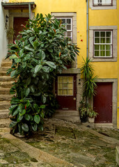 A view of a building with a large green plant in front of it, with stairs and doors visible.