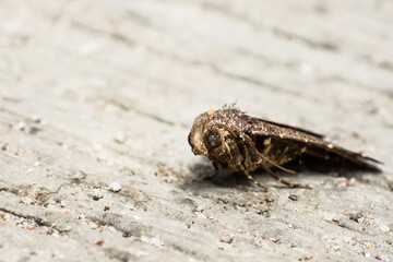 Macro photograph of a small, mottled brown moth (Lepidoptera) resting on a rough, textured concrete surface