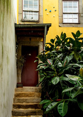 A doorway with steps, a plant, and a yellow wall.