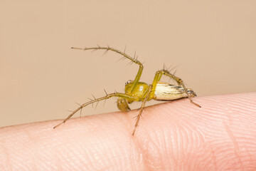 Macro of a Yellow-Green Lynx Spider with Spiked Legs on a Finger Surface