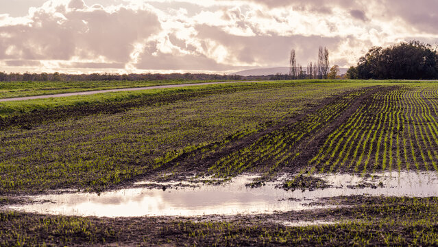 Cultivated field after rain near Beaune, Burgundy, France, with water puddles reflecting the cloudy sky, symbolizing renewal, rural resilience, and the balance between nature and work.
