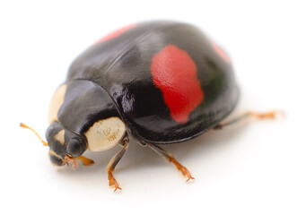 Black ladybird with red spots isolated on white background macro close up