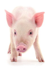 Pink piglet isolated on white background full body close up
