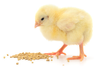 Yellow broiler chick eating feed isolated on white background