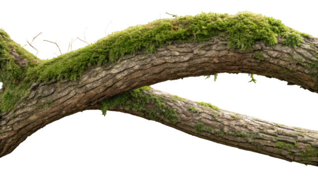 Moss bark branch wood forest mood, curved hardwood branch