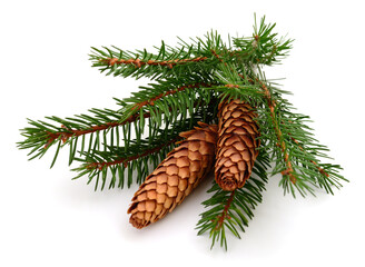Spruce branch with cones isolated on white background