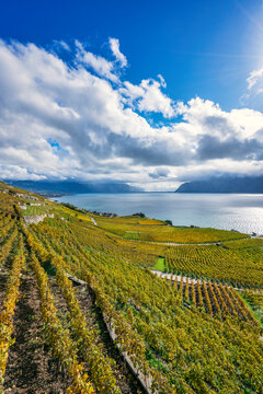 Lavaux vineyards along Lake Geneva, Switzerland in autumn