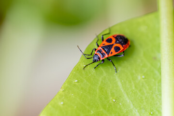 Firebug Pyrrhocoris apterus macro on a green leaf, showing red and black body pattern, insect photography in natural light with smooth bokeh and fine detail.