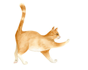 Watercolor orange cat hand drawn illustration isolated on white. Ginger funny pet walking with paw and striped tail up. Domestic animal clip art for pet stores, shelters and adoption brochures