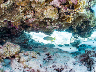 モンツキアカヒメジ, Yellowstripe goatfish, Mulloidichthys flavolineatus, ヒメジ科,
ニセクロホシフエダイ, Black-spot snapper,  Lutjanus fulviflamma, フエダイ科,
美しいサンゴ礁と熱帯魚の群れ。
嘉比島沖縄県
島尻郡慶良間諸島座間味島-2025
サンゴの産卵があり卵が漂う。沖縄本島から40km西方