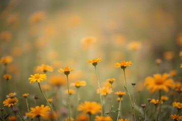 Soft Focus Field of Orange and Yellow Wildflowers, Minimalist Blurred Texture