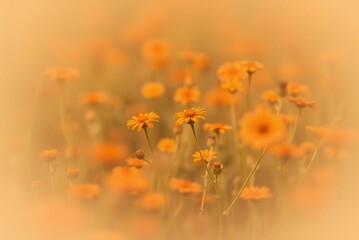 Soft Focus Field of Orange and Yellow Wildflowers, Minimalist Blurred Texture