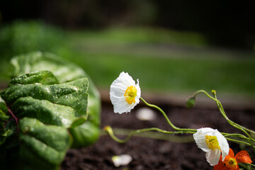 Dewy white poppy vibrant garden growth