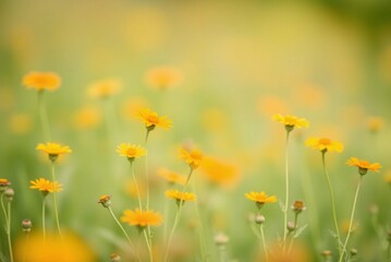 Soft Focus Field of Orange and Yellow Wildflowers, Minimalist Blurred Texture