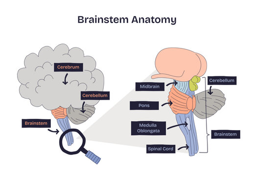 Brainstem anatomy overview highlighting midbrain, pons, and medulla, with cerebellum and spinal cord context, a concise sketch conveying core neural pathways, transparent background.