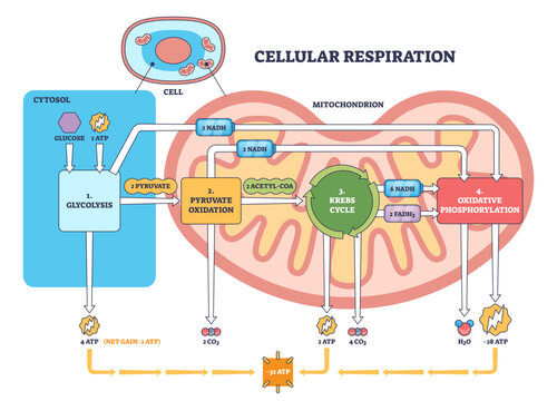 Cellular respiration overview shows energy flow from glycolysis to Krebs cycle and oxidative phosphorylation inside a mitochondrion, key objects, mitochondrion, ATP, NADH, transparent background.