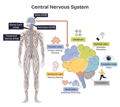 Central nervous system V2 brief explains brain, spinal cord, and peripheral nerves with labeled lobes for vision, memory, and control, clear overview for study, transparent background.