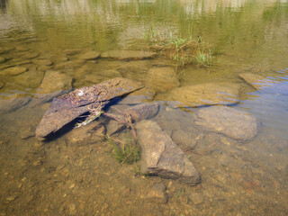 Pristine, natural alpine water showing small juvenile fish and submerged rocks