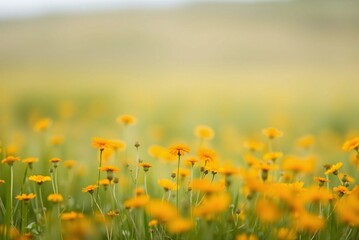 Soft Focus Field of Orange and Yellow Wildflowers, Minimalist Blurred Texture